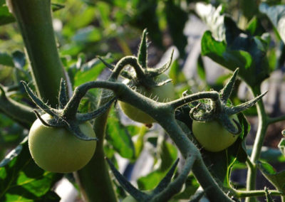 pomodori-fattoria-feronia